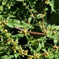 Rumex conglomeratus at O'Malley, ACT - 2 Dec 2018 03:46 PM