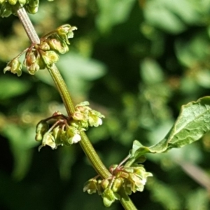 Rumex conglomeratus at O'Malley, ACT - 2 Dec 2018