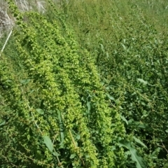 Rumex crispus (Curled Dock) at Mount Mugga Mugga - 2 Dec 2018 by Mike