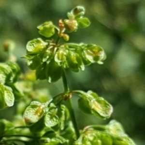 Rumex crispus at O'Malley, ACT - 2 Dec 2018