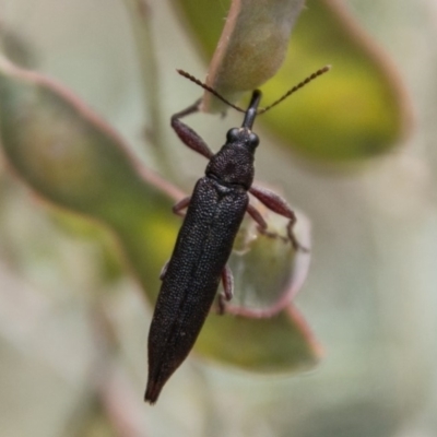 Rhinotia phoenicoptera (Belid weevil) at Paddys River, ACT - 25 Nov 2018 by SWishart