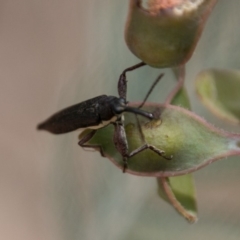 Rhinotia phoenicoptera at Paddys River, ACT - 25 Nov 2018 11:14 AM