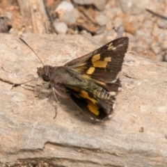 Trapezites phigalioides (Montane Ochre) at Paddys River, ACT - 25 Nov 2018 by SWishart