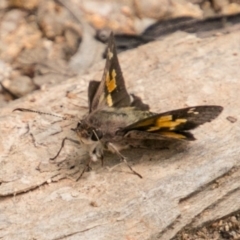 Trapezites phigalioides at Paddys River, ACT - 25 Nov 2018 11:24 AM