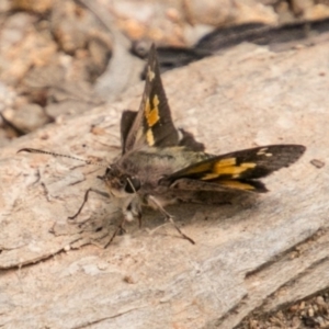 Trapezites phigalioides at Paddys River, ACT - 25 Nov 2018 11:24 AM