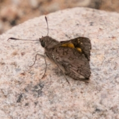 Trapezites phigalioides at Paddys River, ACT - 25 Nov 2018 11:24 AM