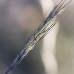 Bothriochloa macra (Red Grass, Red-leg Grass) at Illilanga & Baroona - 1 Dec 2018 by Illilanga