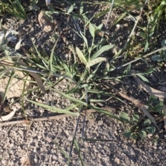 Bothriochloa macra at Michelago, NSW - 1 Dec 2018