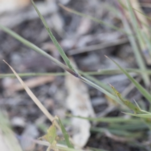 Bothriochloa macra at Michelago, NSW - 1 Dec 2018