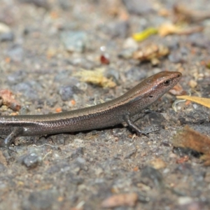 Lampropholis delicata at Hackett, ACT - 29 Nov 2018