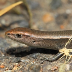 Lampropholis delicata at Hackett, ACT - 29 Nov 2018 11:56 AM