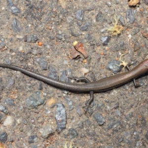 Lampropholis delicata at Hackett, ACT - 29 Nov 2018 11:56 AM