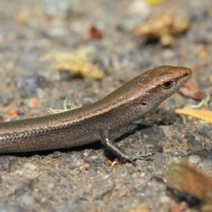 Lampropholis delicata at Hackett, ACT - 29 Nov 2018 11:56 AM