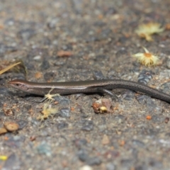 Lampropholis delicata at Hackett, ACT - 29 Nov 2018 11:56 AM