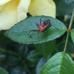 Gminatus australis (Orange assassin bug) at Mirador, NSW - 1 Dec 2018 by hynesker1234