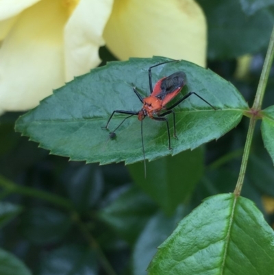 Gminatus australis (Orange assassin bug) at Mirador, NSW - 30 Nov 2018 by hynesker1234
