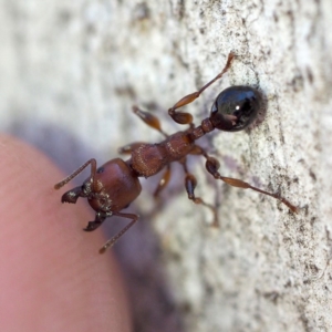 Podomyrma gratiosa at The Ridgeway, NSW - 1 Dec 2018 02:13 PM