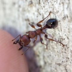 Podomyrma gratiosa (Muscleman tree ant) at Molonglo Gorge - 1 Dec 2018 by David