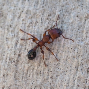 Podomyrma gratiosa at The Ridgeway, NSW - 1 Dec 2018 02:13 PM