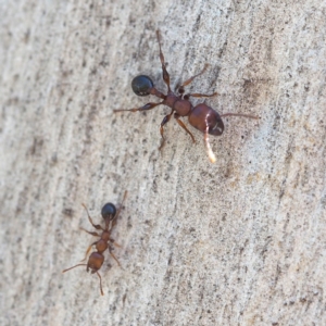 Podomyrma gratiosa at The Ridgeway, NSW - 1 Dec 2018