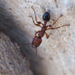 Podomyrma gratiosa at The Ridgeway, NSW - 1 Dec 2018