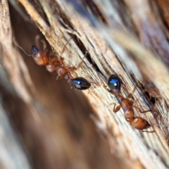 Podomyrma gratiosa (Muscleman tree ant) at The Ridgeway, NSW - 1 Dec 2018 by David
