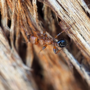 Podomyrma gratiosa at The Ridgeway, NSW - 1 Dec 2018