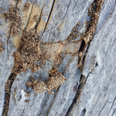 Nasutitermes exitiosus (Snouted termite, Gluegun termite) at Mount Mugga Mugga - 2 Dec 2018 by Mike