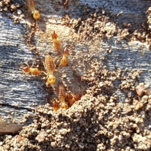 Nasutitermes exitiosus at O'Malley, ACT - 2 Dec 2018