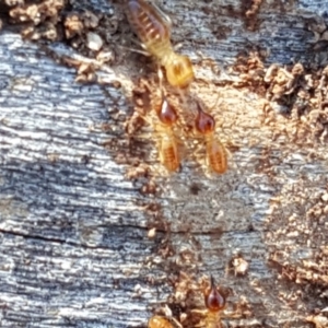 Nasutitermes exitiosus at O'Malley, ACT - 2 Dec 2018