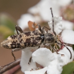 Pempsamacra dispersa (Longhorn beetle) at Tidbinbilla Nature Reserve - 25 Nov 2018 by SWishart