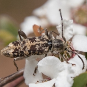 Pempsamacra dispersa at Paddys River, ACT - 25 Nov 2018 11:28 AM