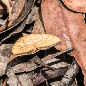 Chrysolarentia correlata at Paddys River, ACT - 25 Nov 2018