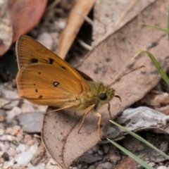 Trapezites eliena (Orange Ochre) at Paddys River, ACT - 25 Nov 2018 by SWishart