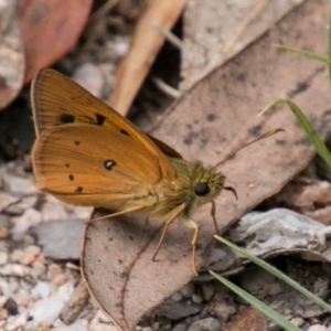 Trapezites eliena at Paddys River, ACT - 25 Nov 2018 11:38 AM