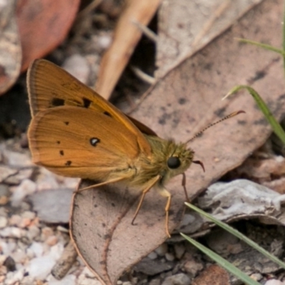 Trapezites eliena (Orange Ochre) at Tidbinbilla Nature Reserve - 25 Nov 2018 by SWishart