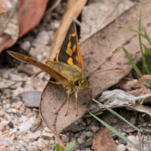 Trapezites eliena at Paddys River, ACT - 25 Nov 2018 11:38 AM