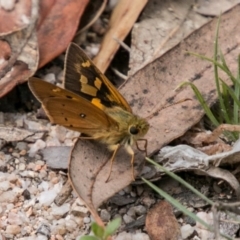 Trapezites eliena at Paddys River, ACT - 25 Nov 2018 11:38 AM