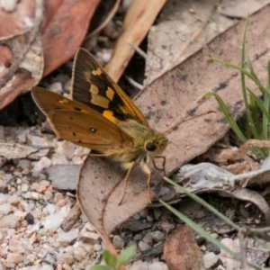 Trapezites eliena at Paddys River, ACT - 25 Nov 2018