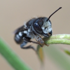 Megachile ferox (Resin bee) at ANBG - 2 Dec 2018 by David