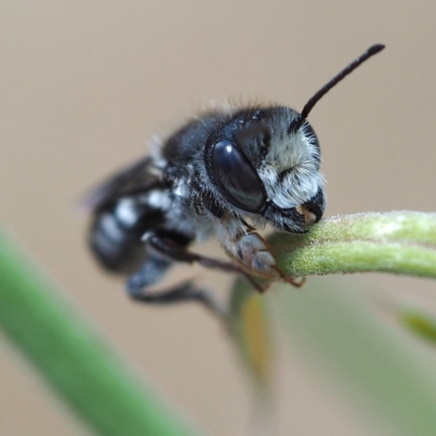 Megachile ferox (Resin bee) at ANBG - 2 Dec 2018 by David