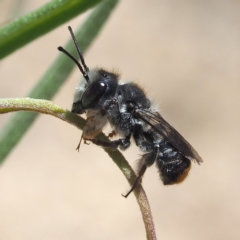 Megachile ferox at Acton, ACT - 2 Dec 2018