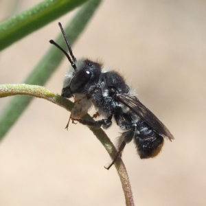 Megachile ferox at Acton, ACT - 2 Dec 2018