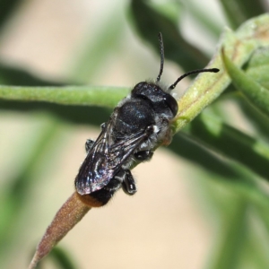 Megachile ferox at Acton, ACT - 2 Dec 2018