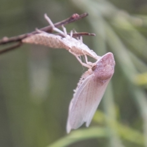 Cicadellidae (family) at Paddys River, ACT - 25 Nov 2018 12:30 PM