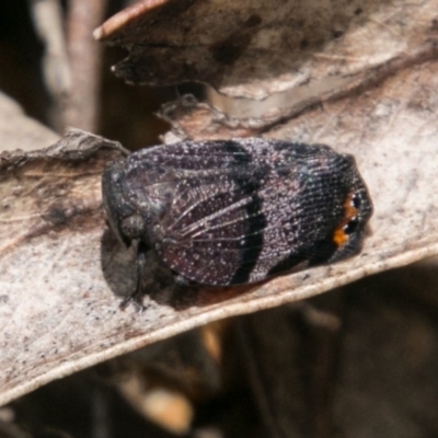 Platybrachys vidua (Eye-patterned Gum Hopper) at Tidbinbilla Nature Reserve - 25 Nov 2018 by SWishart