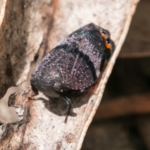 Platybrachys vidua at Paddys River, ACT - 25 Nov 2018 12:37 PM