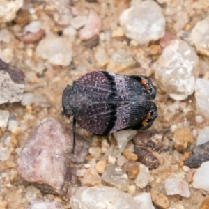 Platybrachys vidua at Paddys River, ACT - 25 Nov 2018 12:37 PM