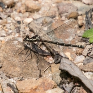 Austroargiolestes calcaris at Paddys River, ACT - 25 Nov 2018 12:40 PM