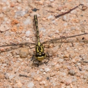 Austrogomphus guerini at Paddys River, ACT - 25 Nov 2018 01:13 PM